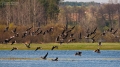 070_Biebrza - kwiecien 2011